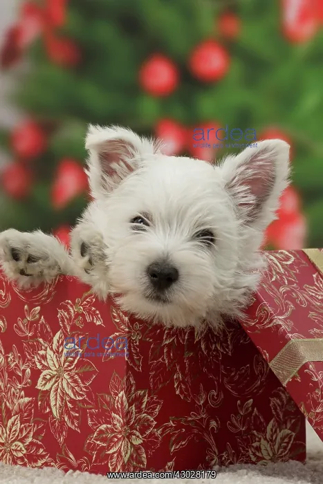 : Dog West Highland Terrier puppy. with festive Christmas gifts / presents : Dog West Highland Terrier puppy. with festive Christmas gifts / presents