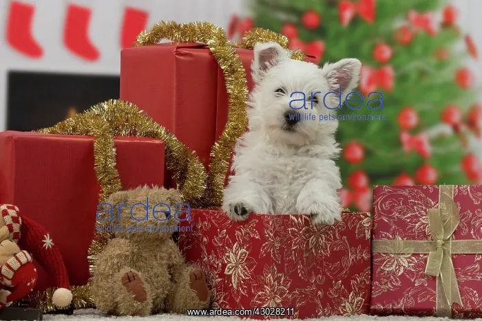 : Dog West Highland Terrier puppy. with festive Christmas gifts / presents : Dog West Highland Terrier puppy. with festive Christmas gifts / presents
