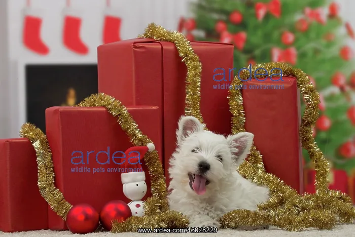 : Dog West Highland Terrier puppy. with festive Christmas gifts / presents : Dog West Highland Terrier puppy. with festive Christmas gifts / presents