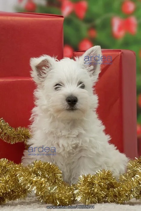 : Dog West Highland Terrier puppy. with festive Christmas gifts / presents : Dog West Highland Terrier puppy. with festive Christmas gifts / presents