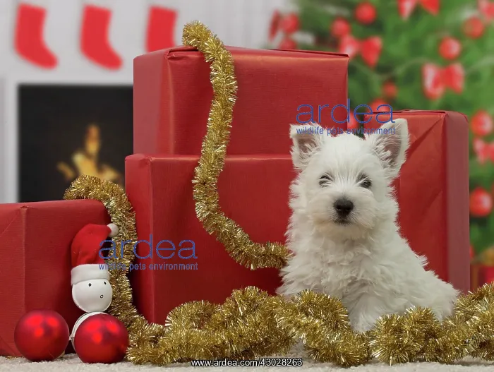 : Dog West Highland Terrier puppy. with festive Christmas gifts / presents : Dog West Highland Terrier puppy. with festive Christmas gifts / presents