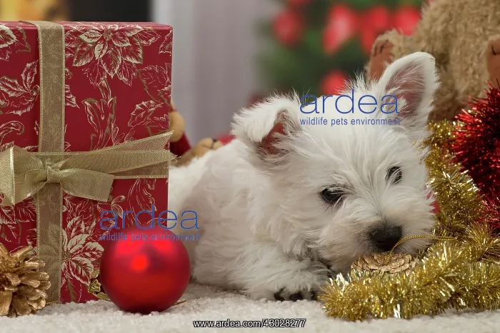 : Dog West Highland Terrier puppy. with festive Christmas gifts / presents : Dog West Highland Terrier puppy. with festive Christmas gifts / presents