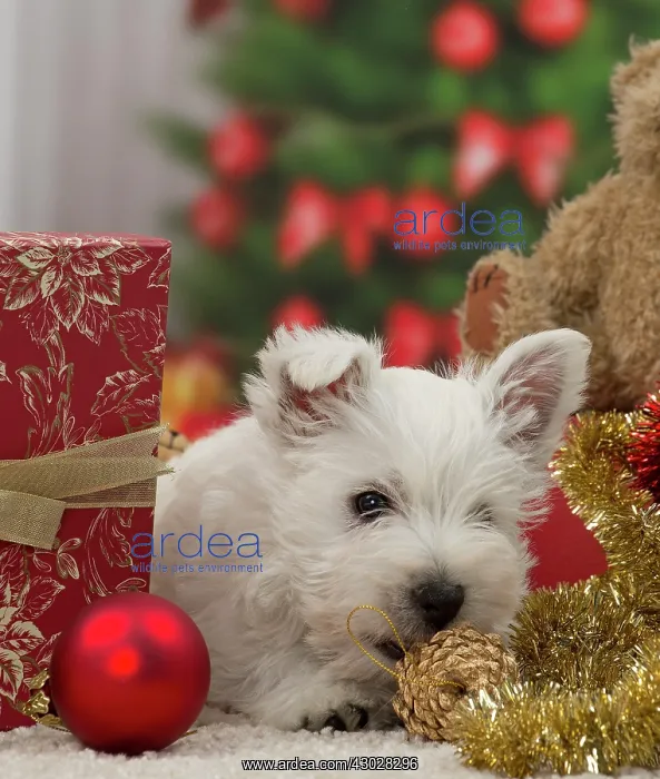 : Dog West Highland Terrier puppy. with festive Christmas gifts / presents : Dog West Highland Terrier puppy. with festive Christmas gifts / presents