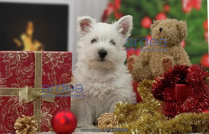 : Dog West Highland Terrier puppy. with festive Christmas gifts / presents : Dog West Highland Terrier puppy. with festive Christmas gifts / presents