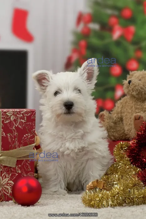 : Dog West Highland Terrier puppy. with festive Christmas gifts / presents : Dog West Highland Terrier puppy. with festive Christmas gifts / presents