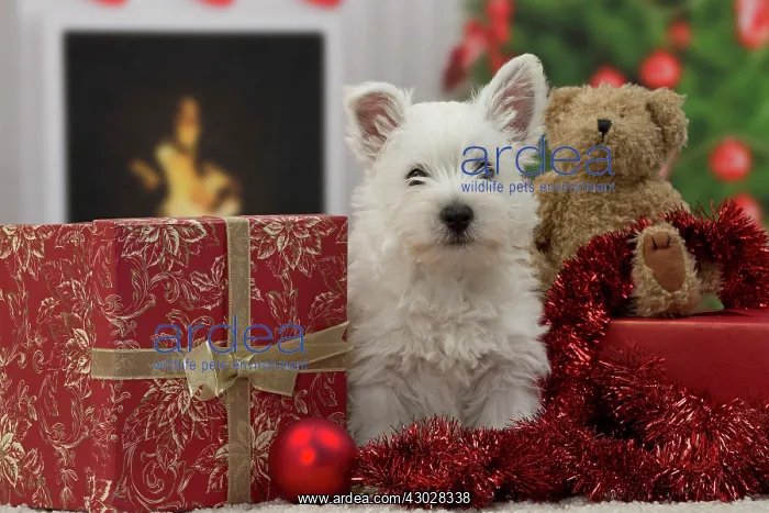: Dog West Highland Terrier puppy. with festive Christmas gifts / presents : Dog West Highland Terrier puppy. with festive Christmas gifts / presents