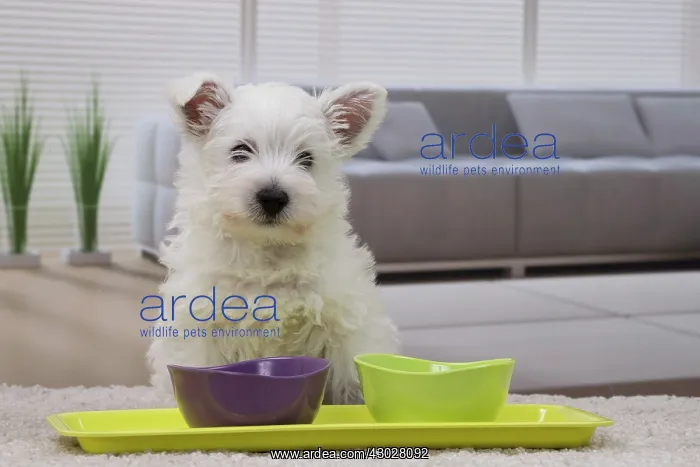 : Dog West Highland Terrier puppy. with dog food bowl : Dog West Highland Terrier puppy. with dog food bowl