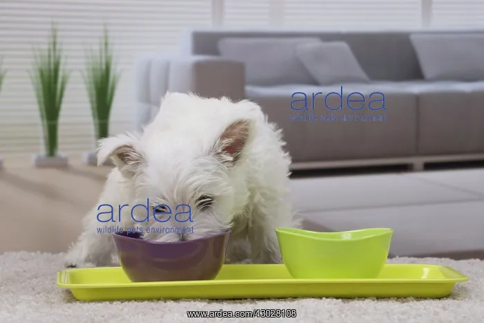 : Dog West Highland Terrier puppy. with dog food bowl : Dog West Highland Terrier puppy. with dog food bowl