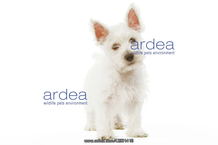  : Dog - West Highland Terrier - puppy in studio