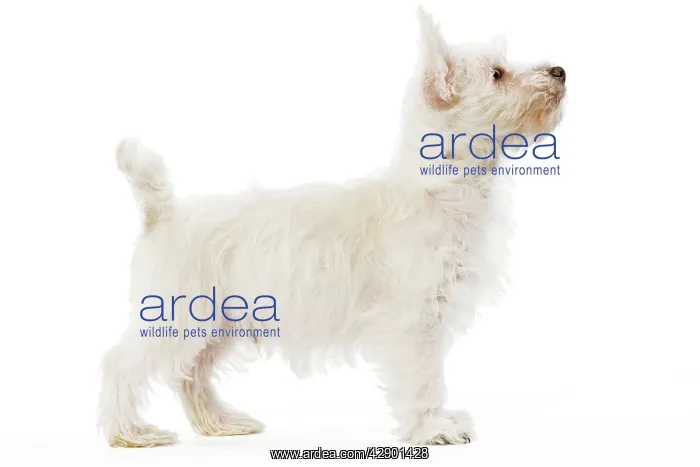  : Dog - West Highland Terrier - puppy in studio