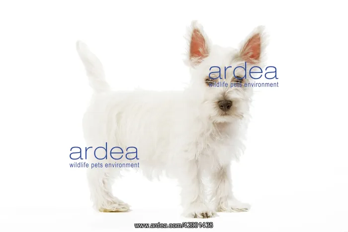  : Dog - West Highland Terrier - puppy in studio