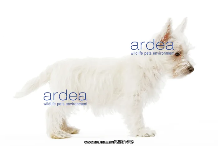  : Dog - West Highland Terrier - puppy in studio