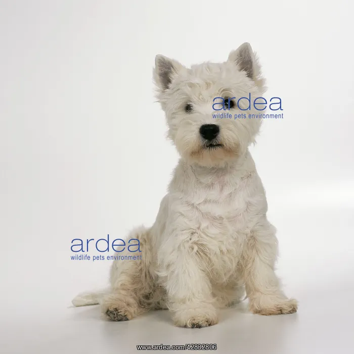 : DOG - West Highland TERRIER - white, sitting : DOG - West Highland TERRIER - white, sitting