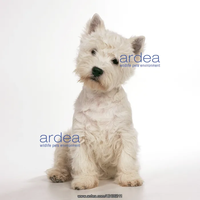 : DOG - West Highland TERRIER - white, sitting : DOG - West Highland TERRIER - white, sitting