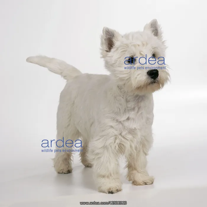 : DOG - West Highland TERRIER - white, standing : DOG - West Highland TERRIER - white, standing