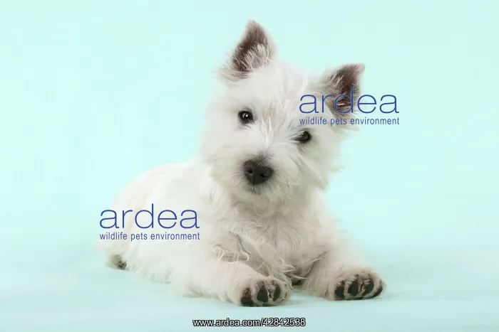 : DOG - West Highland White Terrier : DOG - West Highland White Terrier