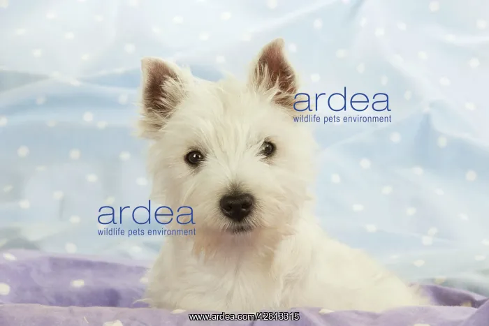 : DOG - West Highland White Terrier : DOG - West Highland White Terrier
