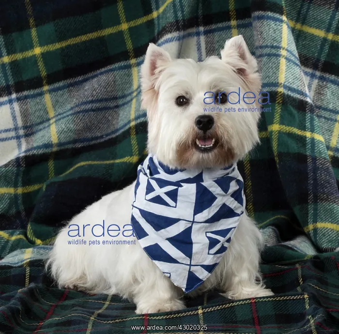: Dog West Highland White Terrier : Dog West Highland White Terrier