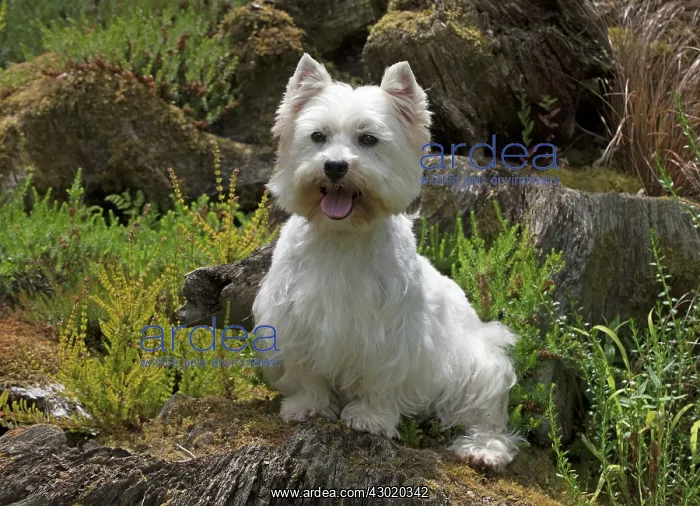 : Dog West Highland White Terrier : Dog West Highland White Terrier
