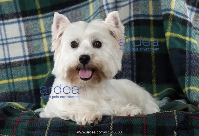 : Dog West Highland White Terrier : Dog West Highland White Terrier