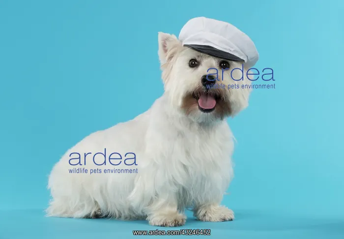 : Dog West Highland White Terrier : Dog West Highland White Terrier
