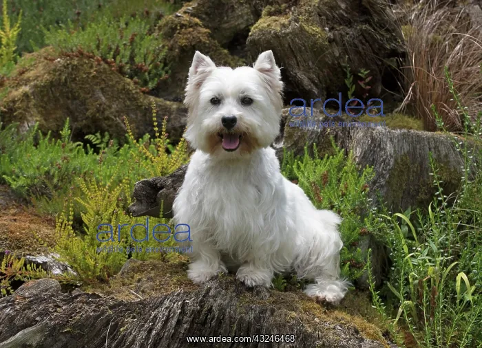 : Dog West Highland White Terrier : Dog West Highland White Terrier
