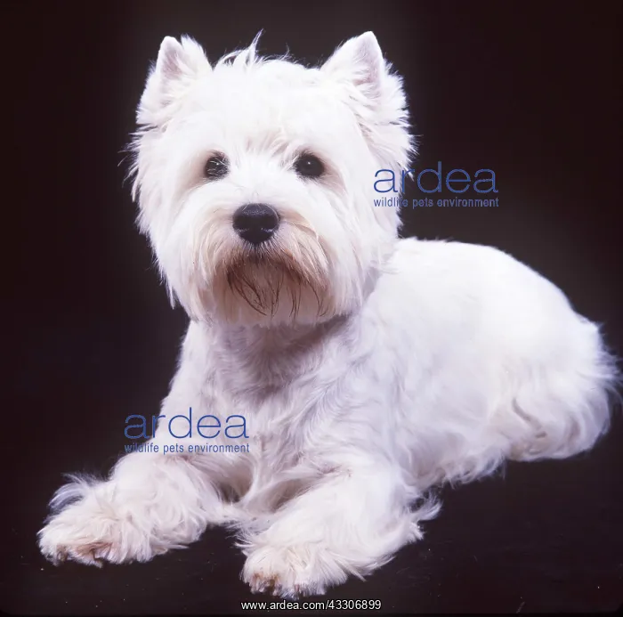 : DOG - West Highland White Terrier : DOG - West Highland White Terrier