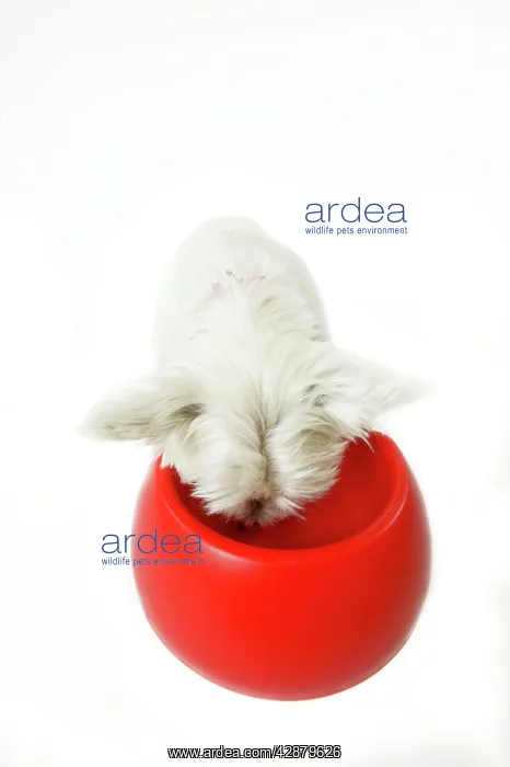 : Dog - West Highland White Terrier eating from bowl : Dog - West Highland White Terrier eating from bowl
