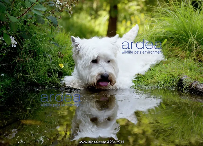 : DOG - West highland white terrier laying on edge of pond : DOG - West highland white terrier laying on edge of pond