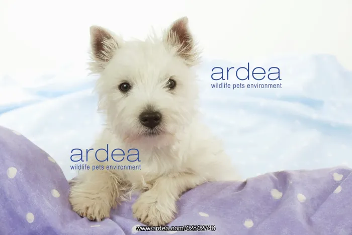 : DOG - West Highland White Terrier - looking over edge : DOG - West Highland White Terrier - looking over edge