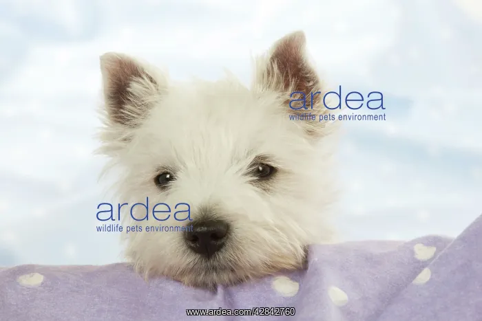 : DOG - West Highland White Terrier - looking over edge : DOG - West Highland White Terrier - looking over edge