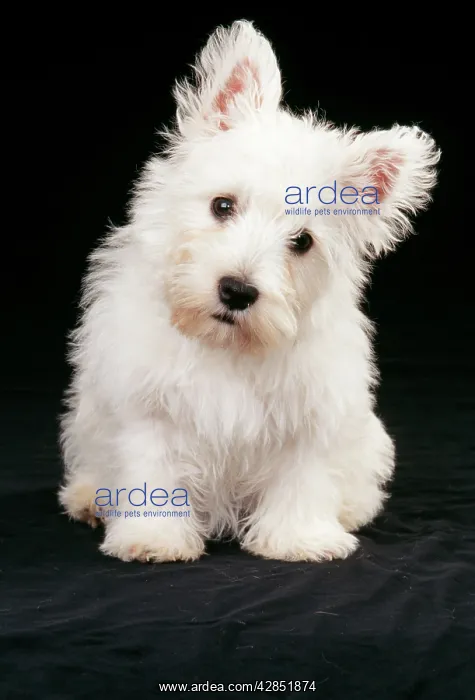 : DOG - West Highland White Terrier puppy : DOG - West Highland White Terrier puppy