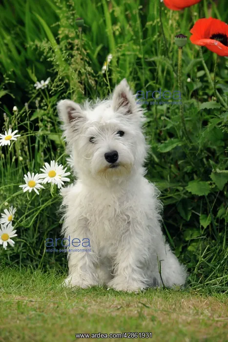 : DOG. West highland white terrier puppy : DOG. West highland white terrier puppy