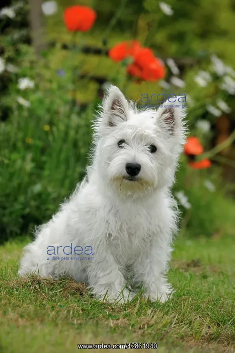 : DOG. West highland white terrier puppy : DOG. West highland white terrier puppy