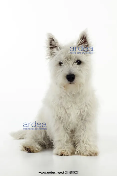  : DOG. West highland white terrier puppy