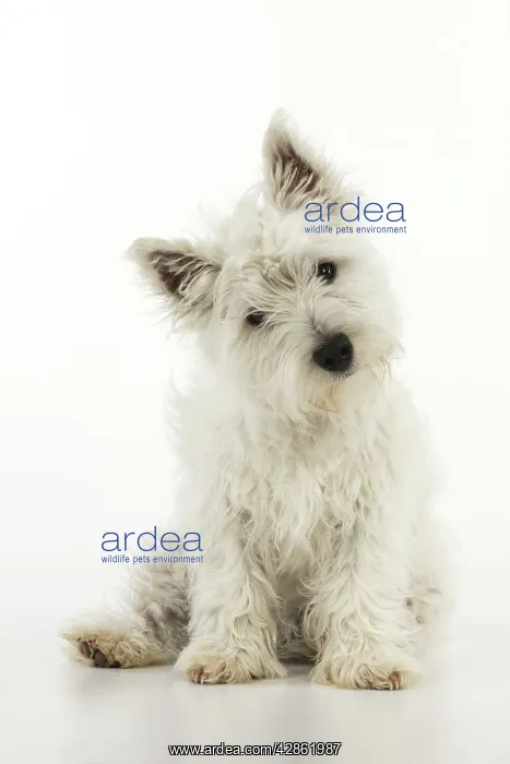 : DOG. West highland white terrier puppy : DOG. West highland white terrier puppy