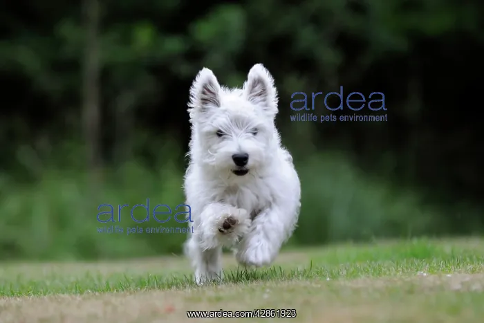 : DOG. West highland white terrier puppy running : DOG. West highland white terrier puppy running
