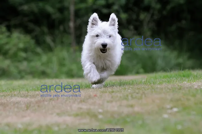 : DOG. West highland white terrier puppy running : DOG. West highland white terrier puppy running