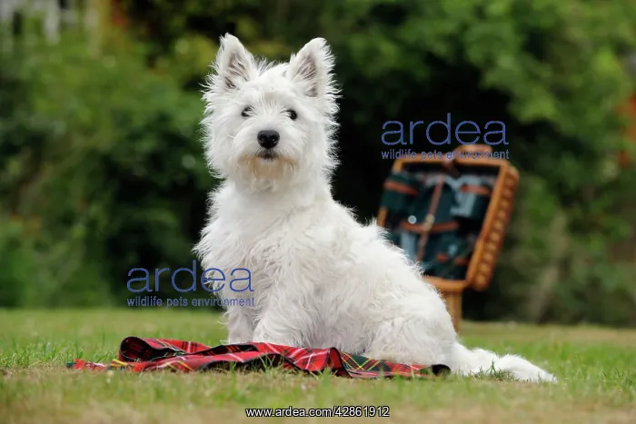 : DOG. West highland white terrier puppy sitting : DOG. West highland white terrier puppy sitting