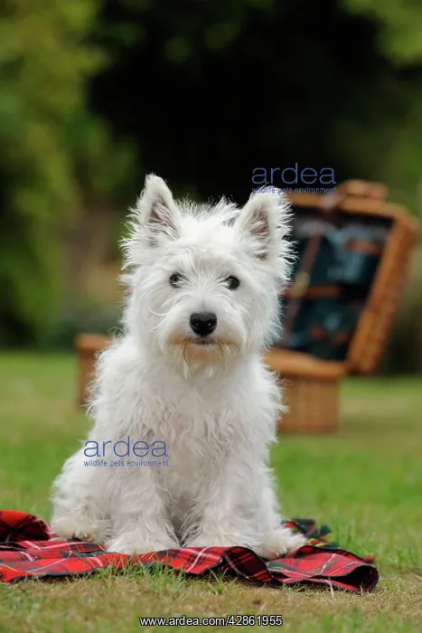 : DOG. West highland white terrier puppy sitting : DOG. West highland white terrier puppy sitting