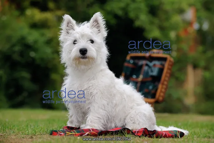 : DOG. West highland white terrier puppy sitting : DOG. West highland white terrier puppy sitting