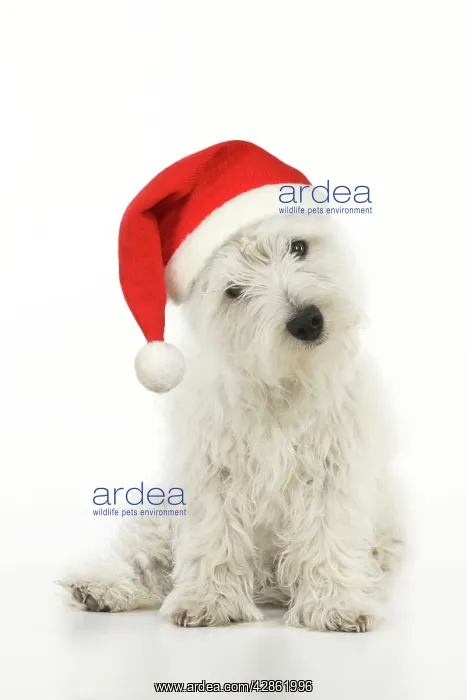 : DOG. West highland white terrier puppy wearing : DOG. West highland white terrier puppy wearing