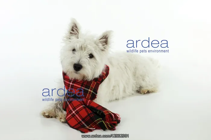 : DOG. West highland white terrier puppy wearing tartan scarf : DOG. West highland white terrier puppy wearing tartan scarf