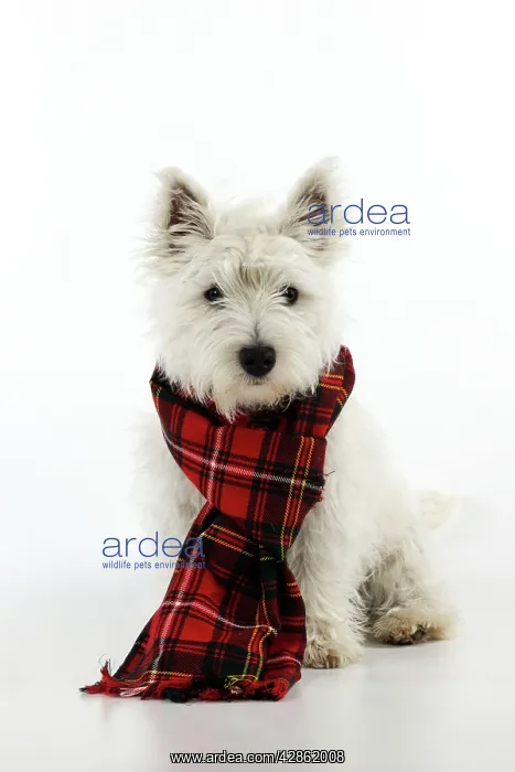 : DOG. West highland white terrier puppy wearing tartan scarf : DOG. West highland white terrier puppy wearing tartan scarf
