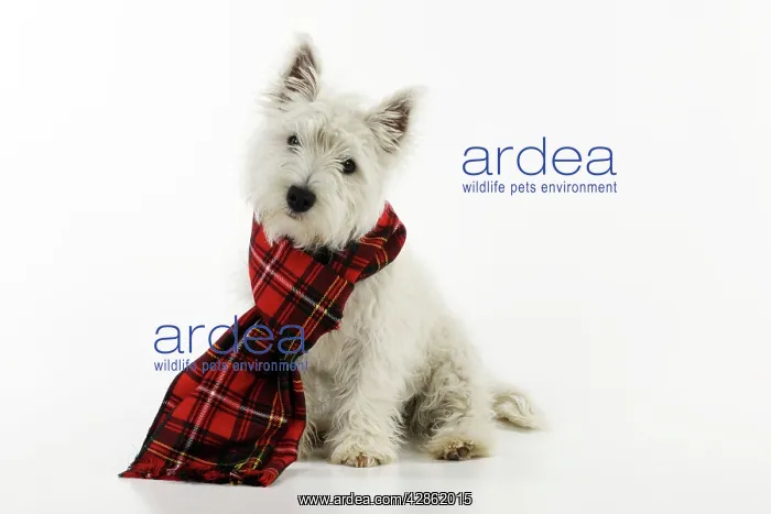 : DOG - West highland white terrier puppy wearing tartan scarf : DOG - West highland white terrier puppy wearing tartan scarf