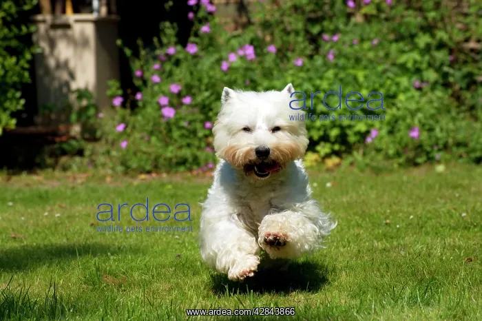 : DOG - West highland white terrier running in garden : DOG - West highland white terrier running in garden