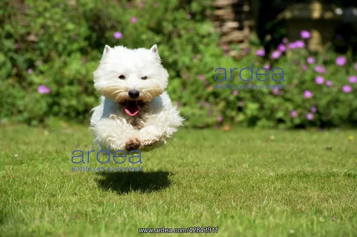 : DOG - West highland white terrier running in garden : DOG - West highland white terrier running in garden