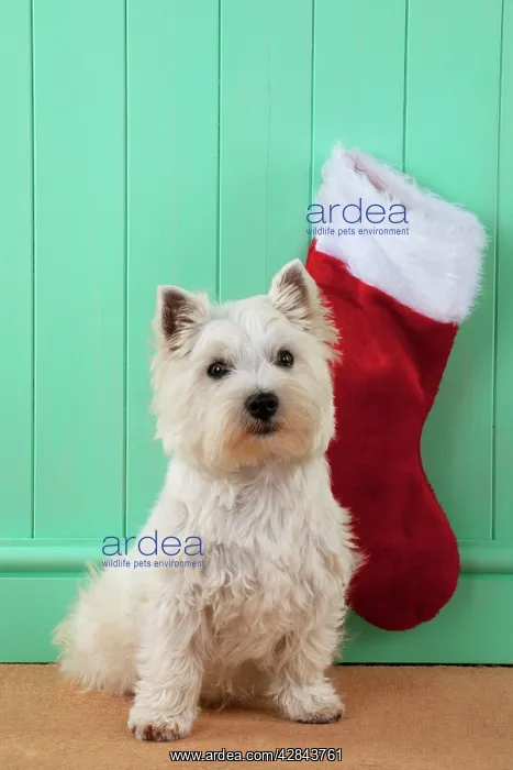 : DOG - West highland white terrier sitting in front : DOG - West highland white terrier sitting in front