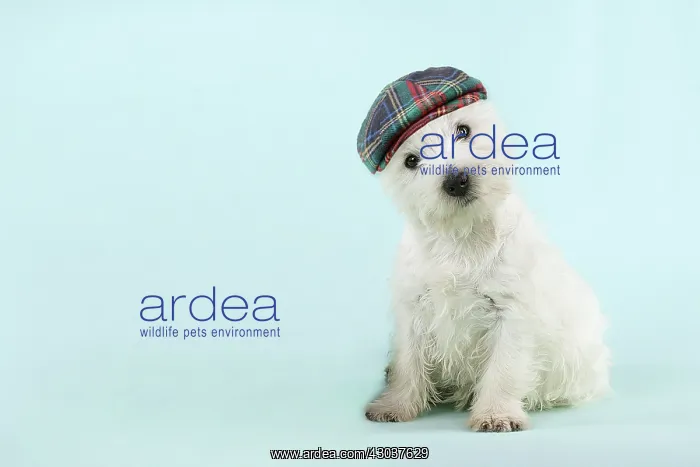 : DOG - West highland white terrier sitting wearing : DOG - West highland white terrier sitting wearing
