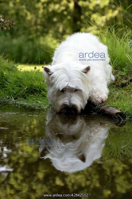  : DOG - West highland white terrier standing in pond